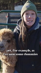 Are alpacas really good pets? The truth revealed