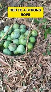𝗡𝗘𝗘𝗘𝗟𝗔𝗠 𝗠𝗔𝗡𝗚𝗢 𝗛𝗔𝗥𝗩𝗘𝗦𝗧 #fruit #trees #mango #farming