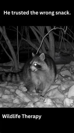 He Regretted That Bite Instantly 🦝🌽