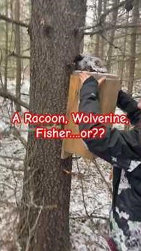 Conibear Trapping: What Is It? Wolverine, Fisher, Mink or Marten. #trapping #conibeartrap