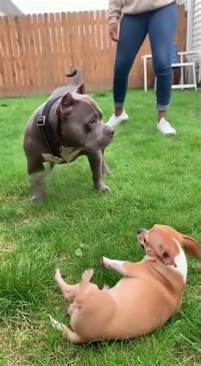 Chihuahua Bit Bully’s Tail… Got FART BLASTED Across the Room! 💨🤣 #dog #shorts