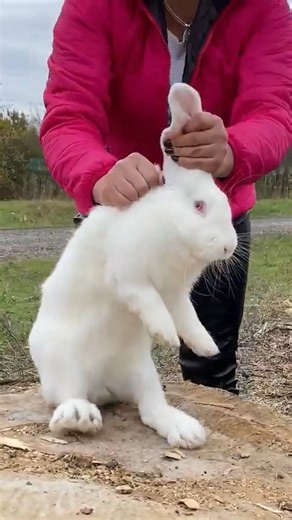 51K views · 1.4K reactions | 襤 Juicy Rabbit Baked in Pumpkin | Victoria in the kitchen | Facebook