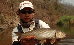 Burmese trout - Alchetron, The Free Social Encyclopedia