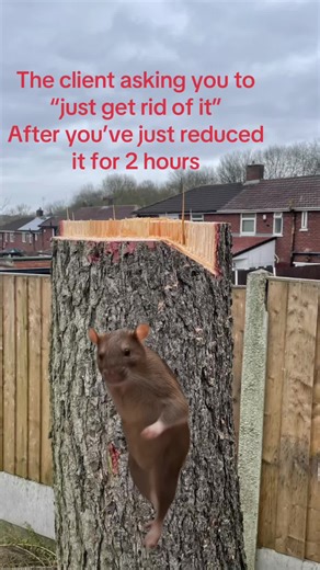 Arborist's Frustration: Client Asks to Remove Reduced Tree