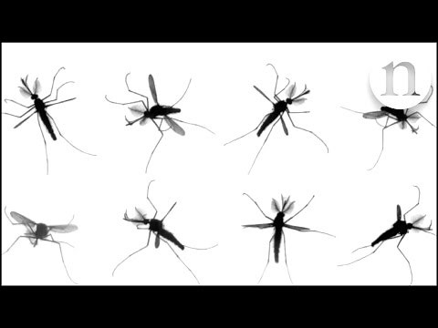 The mystery of mosquito flight