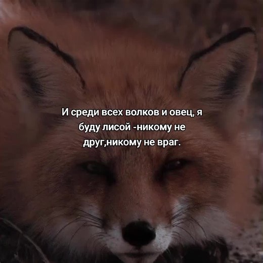 Лиса среди волков и овец: кто есть кто?