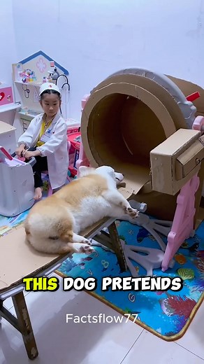 This dog is really awesome 😎 #dog | Soulful Videos