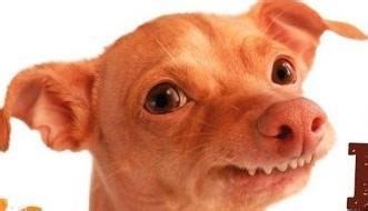 Slavný pes Phteven novou reklamní tváří Kofoly | Stream Archiv | Stream