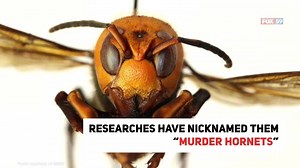 Just when you thought 2020 could not get any worse. Now we have giant hornets with freakish eyes and a venomous sting to add to this year's list of worries. Read more: https://fox59.com/news/invasive-murder-hornets-spotted-in-u-s-for-first-time/ | FOX59 News