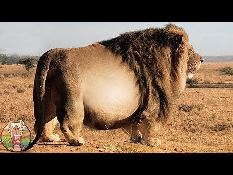 LES ANIMAUX LES PLUS GROS JAMAIS VU | Lama Faché