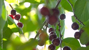 Red sour cherry tree branch with pair of tasty fruit on wind. Close-up cherry tree branches and fruit