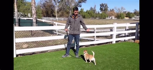 Beckman's Dog Training on Reels