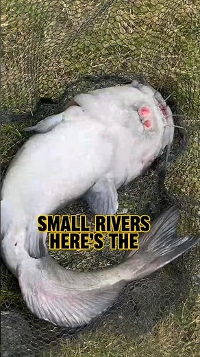 How To Catch CATFISH In Small Rivers! 🎣 #shorts #fishing #catfish