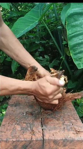 sprouts coconut opening techniques #ASMR