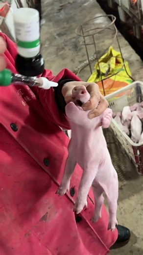 Farm Veterinarian Caring for Piglets | Health Check, Treatment & Welfare on Pig Farm