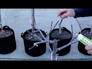 Fig Tree Pruning After Up Potting- YB