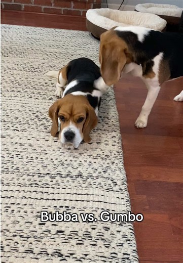 Bubba vs. Gumbo: The Ultimate Dog Standoff