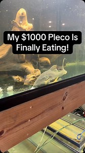 1.4K reactions · 41 shares | So hyped to see my MASSIVE 16” Blue Eyed Pleco finally eating something other than driftwood! I’ve tried various food types and dropped in some tilapia for the goonch, tigrinus and phantom redtail and sure enough the monster Pleco wanted to clean up the scraps! If you want this exact Pleco he is available on robsaquatics.com ! #fish #aquarium #aquariumhobby #aquariumfish #pleco #monsterfish | Rob’s Aquatics | Facebook