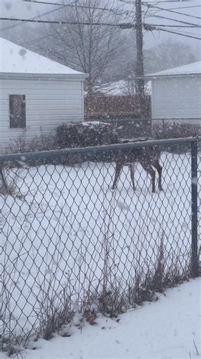 #snowfall #deer | Brittany's_photos