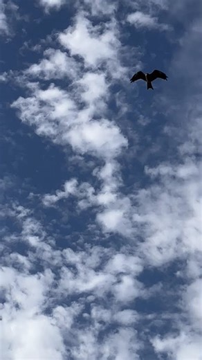 STUNNING HAWKS IN FLIGHT!!!! I THINK THEY ARE :)