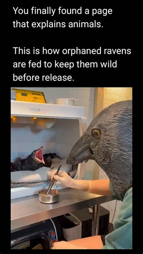 Explain Animals | When rehabilitating orphaned ravens, caregivers must prevent the birds from imprinting on humans. Imprinting occurs when young animals... | Instagram