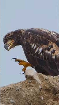 Majestic Bald Eagle And The Great Itch