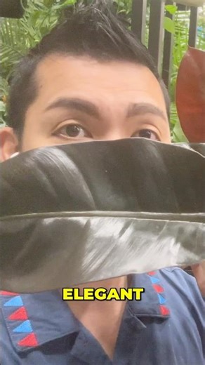 Elegant and a Living Work of Art Philodendron Black Cardinal