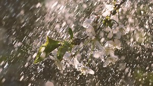 Premium stock video - Cherry blossom period. drops of spring rain fall on a cherry blossom. shot on super slow motion camera 1000 fps.