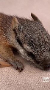36 reactions · 5 comments | Congratulations Perth Zoo on the arrival of four healthy baby Numbat joeys. 珞 Perth Zoo is the only zoo in the world breeding Numbats for release to bolster their wild population numbers and help save this species from extinction.⁣ There are approximately only 1,000 left in the wild! The significance of this Australian native species is recognised by the giant numbat sculpture at Mindeerup, Mends St.  @perthzoo | City of South Perth | Facebook