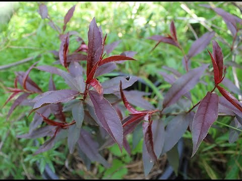 Can You Identify This Peach tree Variety with Purple Leaves
