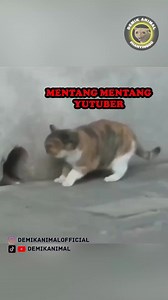 224K views · 6.4K reactions | NYAMAN JADI PATUNG BANG? #reels #dubbing #dubbinglucu #dubbinghewan #dubbingbinatang #reelsinstagram #dubbingindonesia #demikanimal #demikanimalofficial | Goodquality Store | Facebook