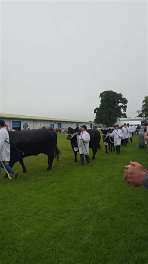 22K views · 266 reactions | Royal Highland Show. Day three and the Beef Team Interbreed is now showing. | Aberdeen-Angus Cattle Society | Facebook