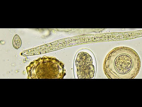 Introduction to Veterinary Parasitology