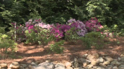 There's a new way to visit WRAL Azalea Gardens, open TODAY! | WRAL TV