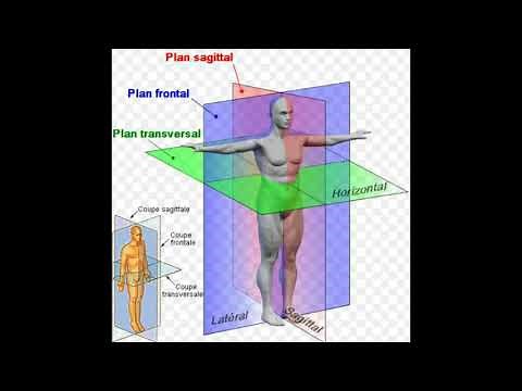 2) Cours d'anatomie humaine.Position anatomique de référence