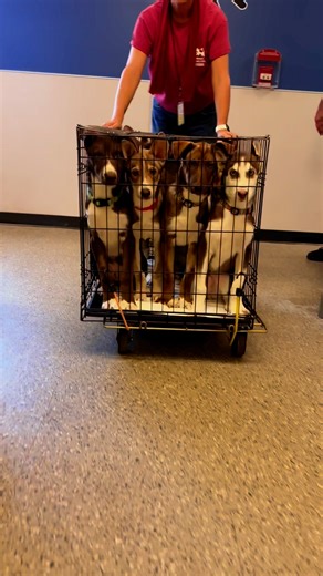 ALL ABOARD! The puppy express is about to leave the station… and it’s running on pure wiggle power. 🐶⚡Get ready — these caped canines are on a one-way trip from kennels to cuddles. 💛Clear the Shelters — Saturday & Sunday, August 16–17.Be the hero they’ve been waiting for… or maybe it’s the other way around. 😉 | Palm Springs Animal Shelter