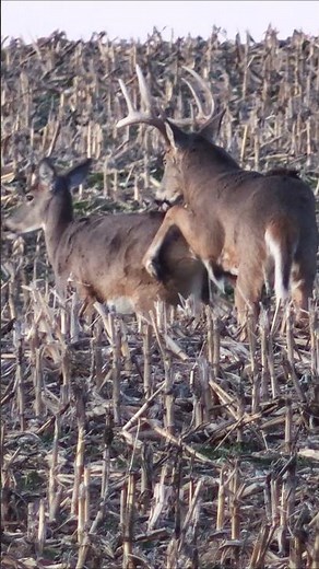 Kansas Rut Chaos! Fighting, Breeding, & Buck Down! #kansashunting #bowhunting #deerhunting