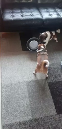 Jason zijn daggoes zijn niet barkie #bigidaggoe #fyp