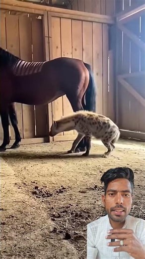 How will the horse deal with this mischievous hyena that wandered into the stable??😨😱#hyena #danger