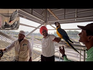 Macaws, Cockatoos, Grey Parrot Released Into a Huge New Cage.