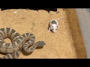 Rat Gets Venom Drunk from the Sniper Tiger Rattlesnake
