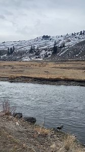 5.7K views · 546 reactions | Some times you're lucky and Yellowstone...