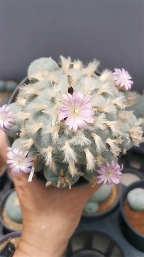 Discover the sacred world of Peyote 🌵✨ A mystical cactus used by our ancestors for thousands of years as a guide, a teacher, and a doorway to higher consciousness. Learn about its history, spiritual power, and psychedelic journey. ⚠️ This video is for educational purposes only. #peyote #peyotecactus #psytrance #plantmedicine #trippyvisuals