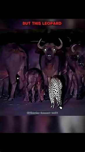 Other animals facing buffalo Vs last leopard 💀