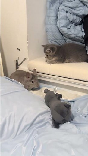 Playful encounter between kitten and chinchilla ends in a cute chase in Shandong, China