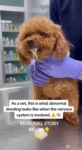 Understanding Dog Poisoning Symptoms and Recovery