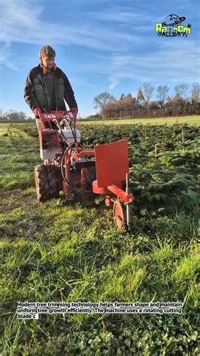 Tree Trimming Machine That Shapes Perfect Christmas Trees! 🎄🚜