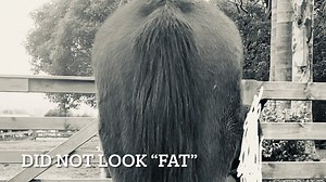 The study of the equine hoof on Reels