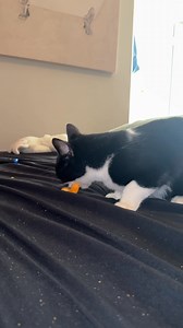 i’m lying i was eating cheetos in bed last night #FunnyCats #CatHumor #CatsOfInstagram #HilariousPets #CatComedy #MeowLaughs #CaturdayLaughs #Purrfection #FelineFunnyBone #CatsofTwitter #KittyComedy #CatLovers #LOLcats #PawsitivelyHilarious #FurLaughs 😹 | Jessica Lynn Bailey