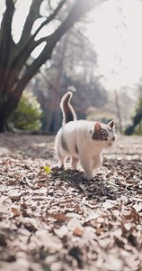 Bicolor gray and white cat walk in park, fluffy cat in garden